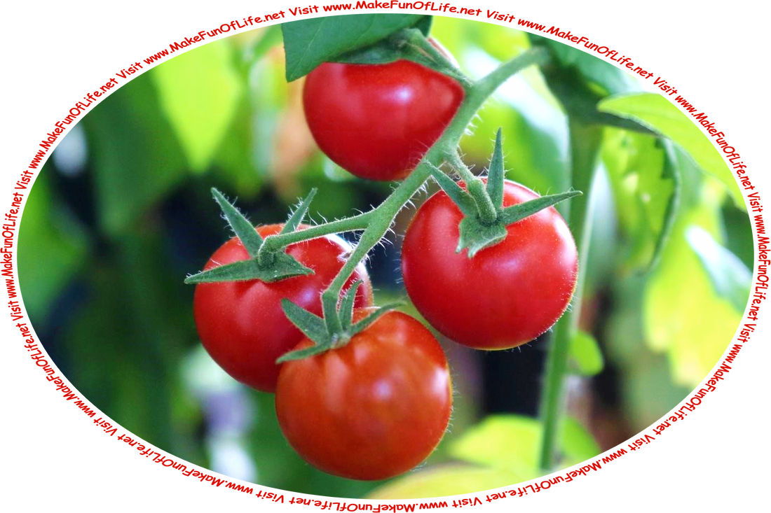 Picture of 4 bright red cherry tomatoes growing on a green leafy tomato plant, and the words, ‘Visit www.MakeFunOfLife.net.’