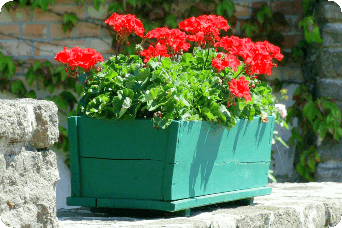 Picture of geraniums flowering plants with red blossoms, growing in a wooden planter box on a bright, sunny day.