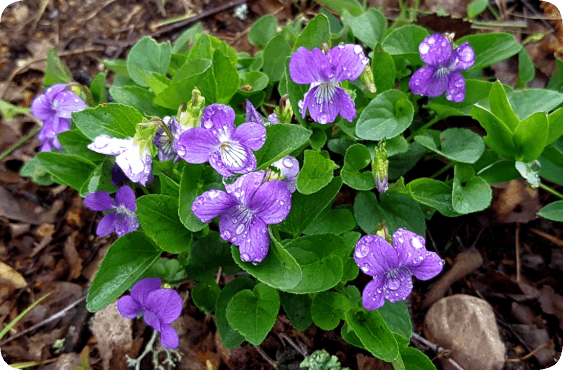 Picture of a flowering plant called the Common Blue Violet, known scientifically as Viola sororia, growing naturally in the wild.