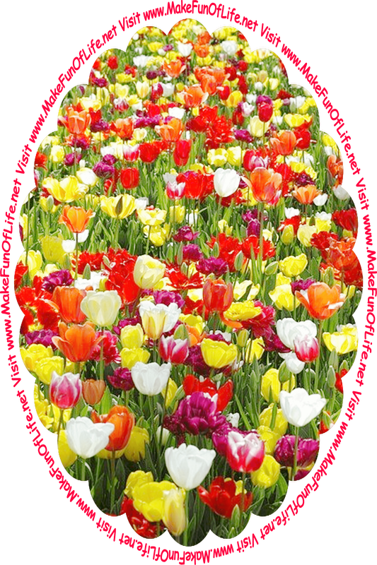 Picture of tulip plants with long green leaves and blossoms in colors including white, red, yellow, and maroon, and the words, ‘Visit www.MakeFunOfLife.net.’