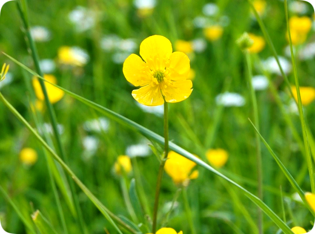 Picture of a bright yellow buttercup flower among a few long green leaves of grass, with more buttercup flowers in the background.