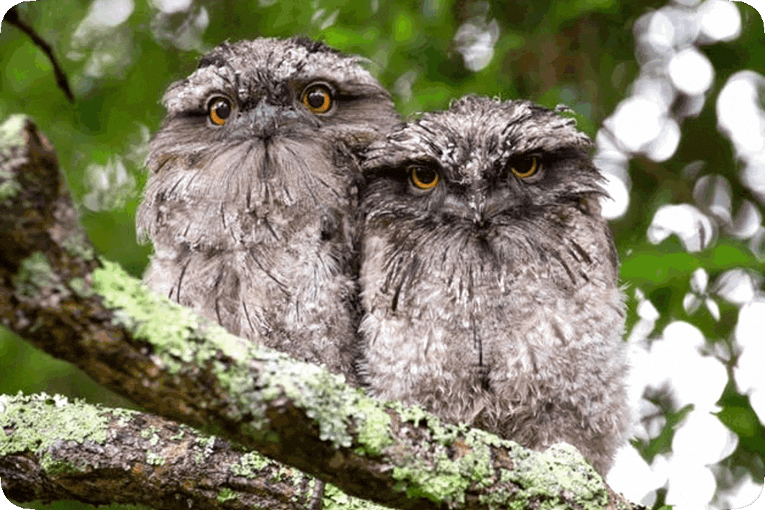 Picture of two Australian Tawny Frogmouth Owls perched side-by-side on a tree branch.