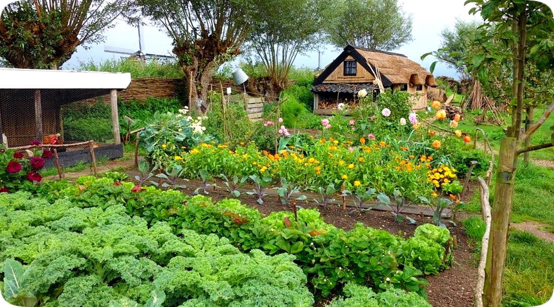 Picture of a vegetable garden and flower garden with a small thatch-roofed dwelling in the background
