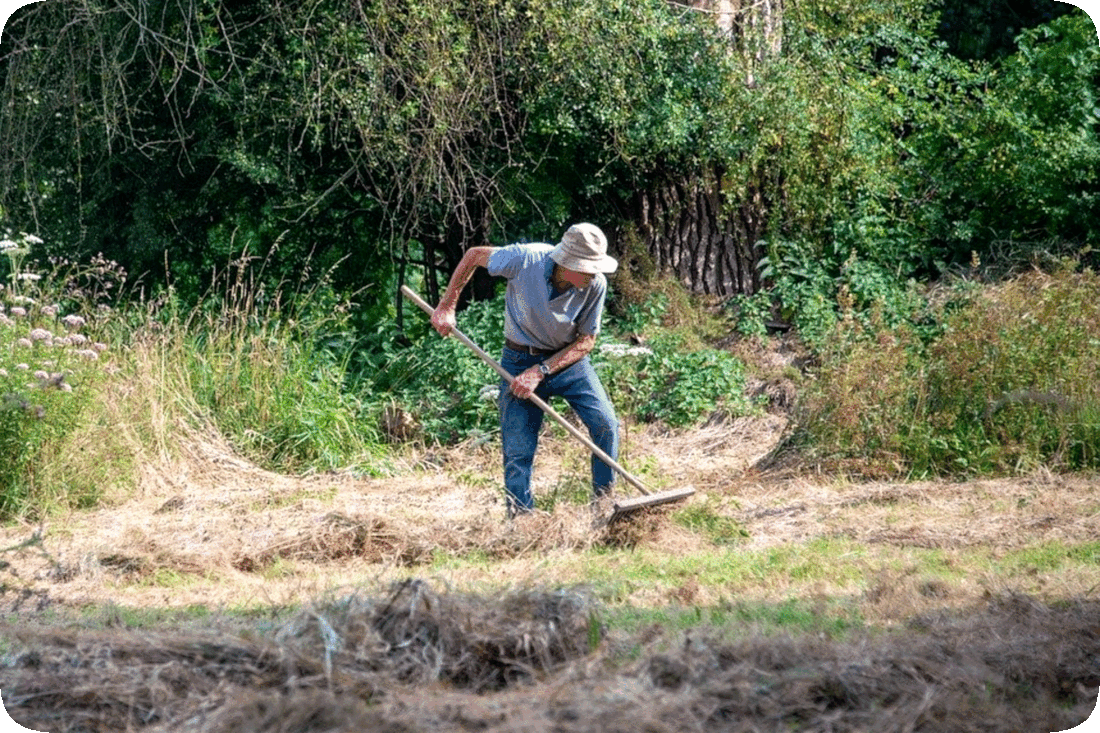 Picture of a man using a rake to clear cut and dried grass out of a yard.