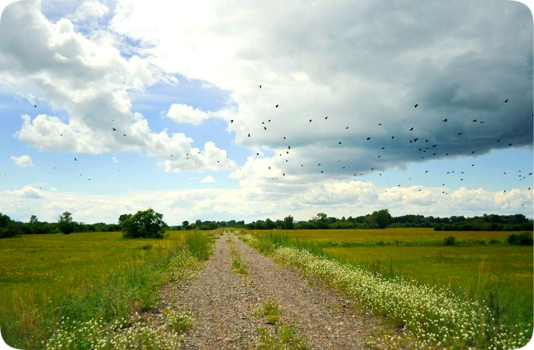 Picture of a rock-strewn road across a grassy woodlands area, with clouds floating in the sky and a flock of birds flying overhead.