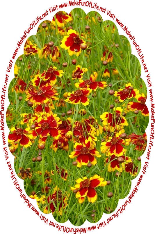 Picture of flowering plants with long thin dark green leaves and stems, deep red and yellow blossoms, and the words, ‘Visit www.MakeFunOfLife.net.’