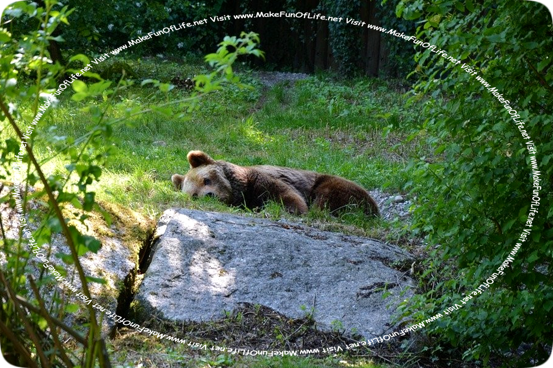 Daytime picture of a brown bear sleeping on its side, with its eyes closed, in a grassy area surrounded by green leafy trees and large rocks.