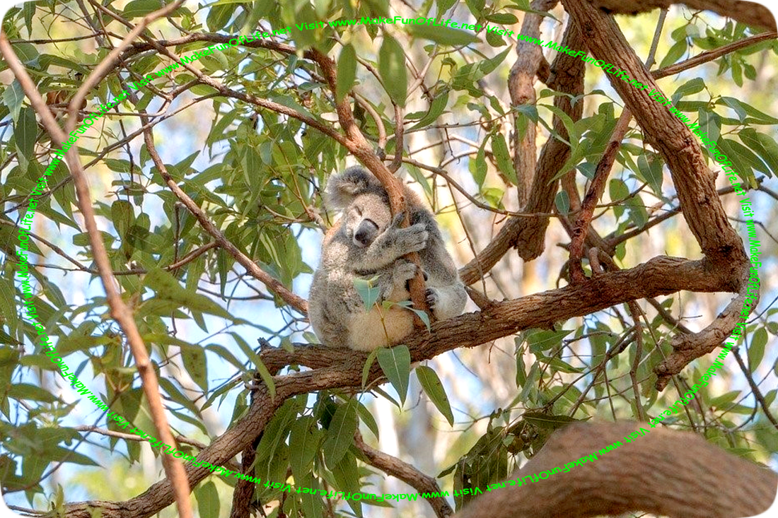 Picture of a sleeping koala bear, sitting on a main branch in a green leafy tree, with its four paws wrapped around smaller tree branches to prevent it from falling out of the tree.