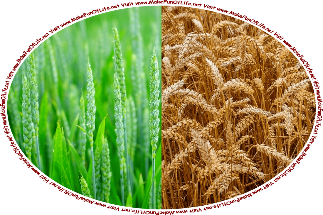 Picture of green or unripe wheat plants next to a picture of brown or ripe wheat plants, and the words, ‘Visit www.MakeFunOfLife.net.’