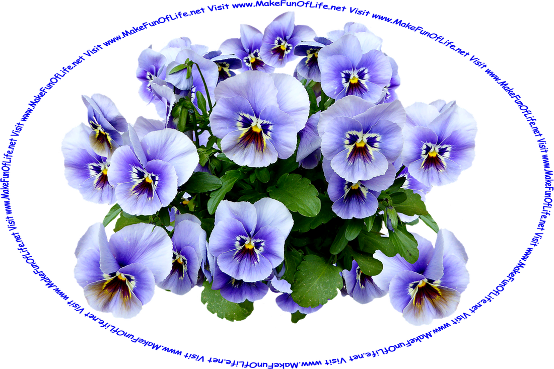 Picture of a group of pansy plants that have light blue flowers with color patterns in the centers that resemble comical faces with dark blue eyes, yellow noses, purplish-maroon mustaches, and the words, ‘Visit www.MakeFunOfLife.net.’