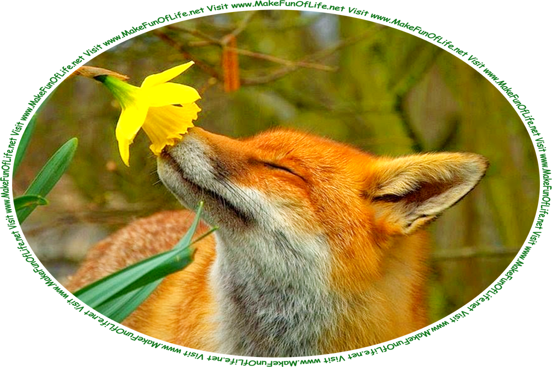 Picture of a red fox smelling a large yellow flower, and the words, ‘Visit www.MakeFunOfLife.net.’
