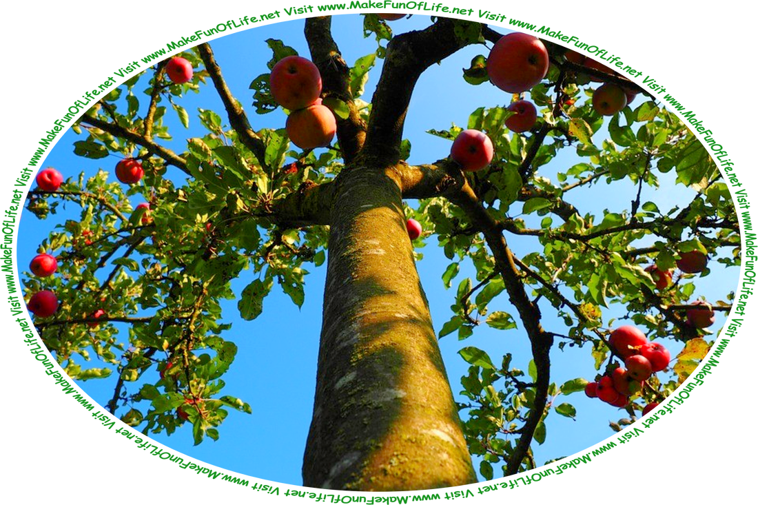 Picture of a green leafy apple tree with red apples growing on its branches, a clear blue sky overhead, and the words, ‘Visit www.MakeFunOfLife.net.’