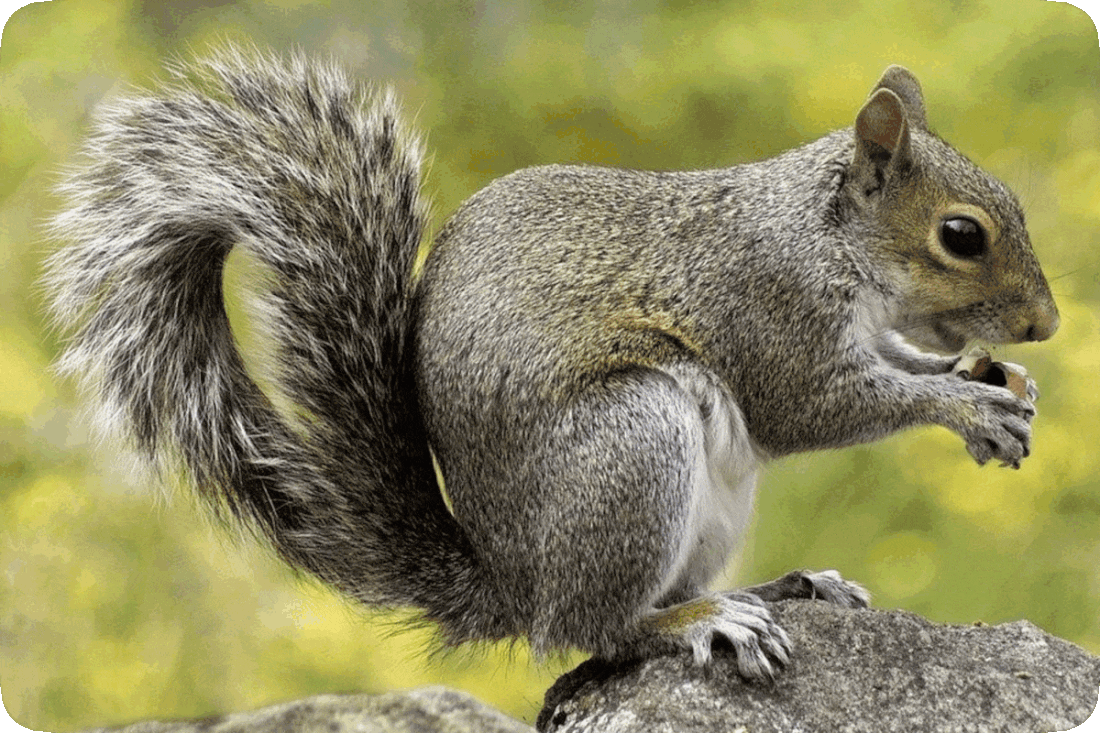 Picture of a gray squirrel resting on its hind legs on some rocks, while holding a nut in its forepaws.