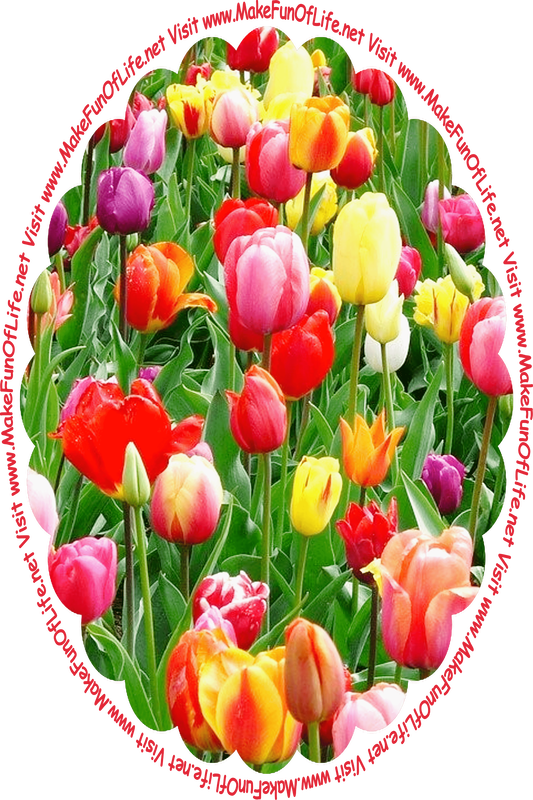 Picture of tulip plants with long narrow dark green leaves and blossoms in pinks, yellows, oranges, reds, maroons, and white, and the words, ‘Visit www.MakeFunOfLife.net.’