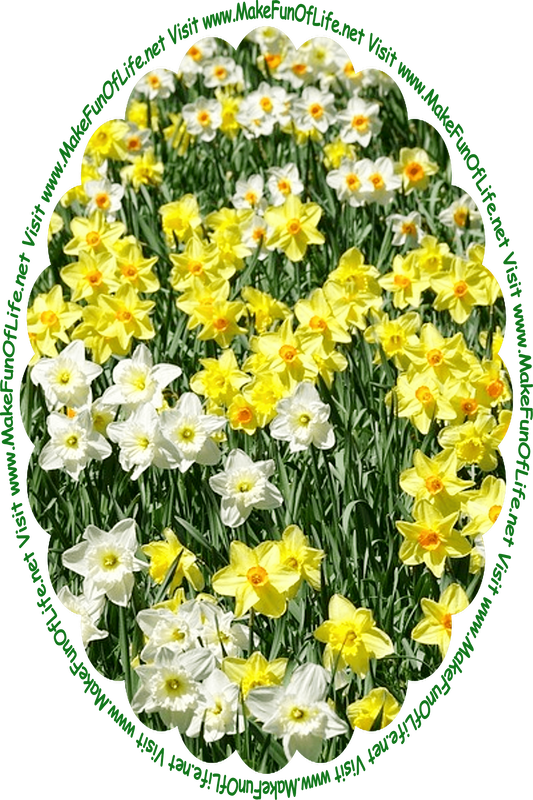 Picture of a field of daffodils with long thin green leaves and white and yellow blossoms, and the words, ‘Visit www.MakeFunOfLife.net.’