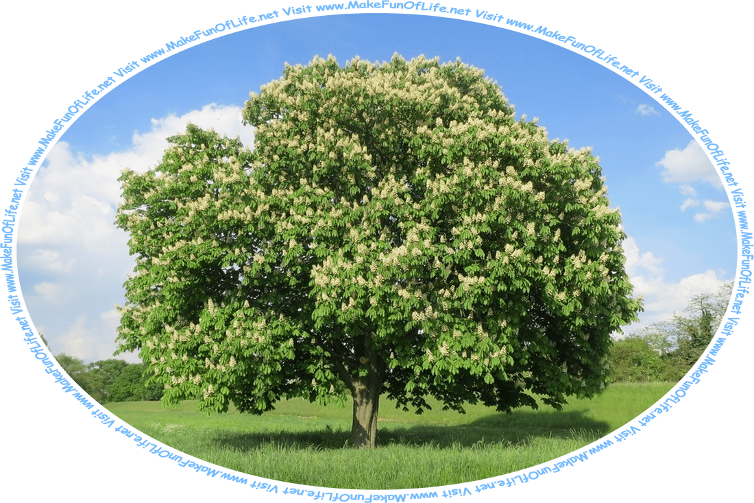 Picture of a green leafy flowering chestnut tree with whitish blossoms, in a green grassy field with dense green leafy trees in the distance, under a cloudy sky, and the words, ‘Visit www.MakeFunOfLife.net.’