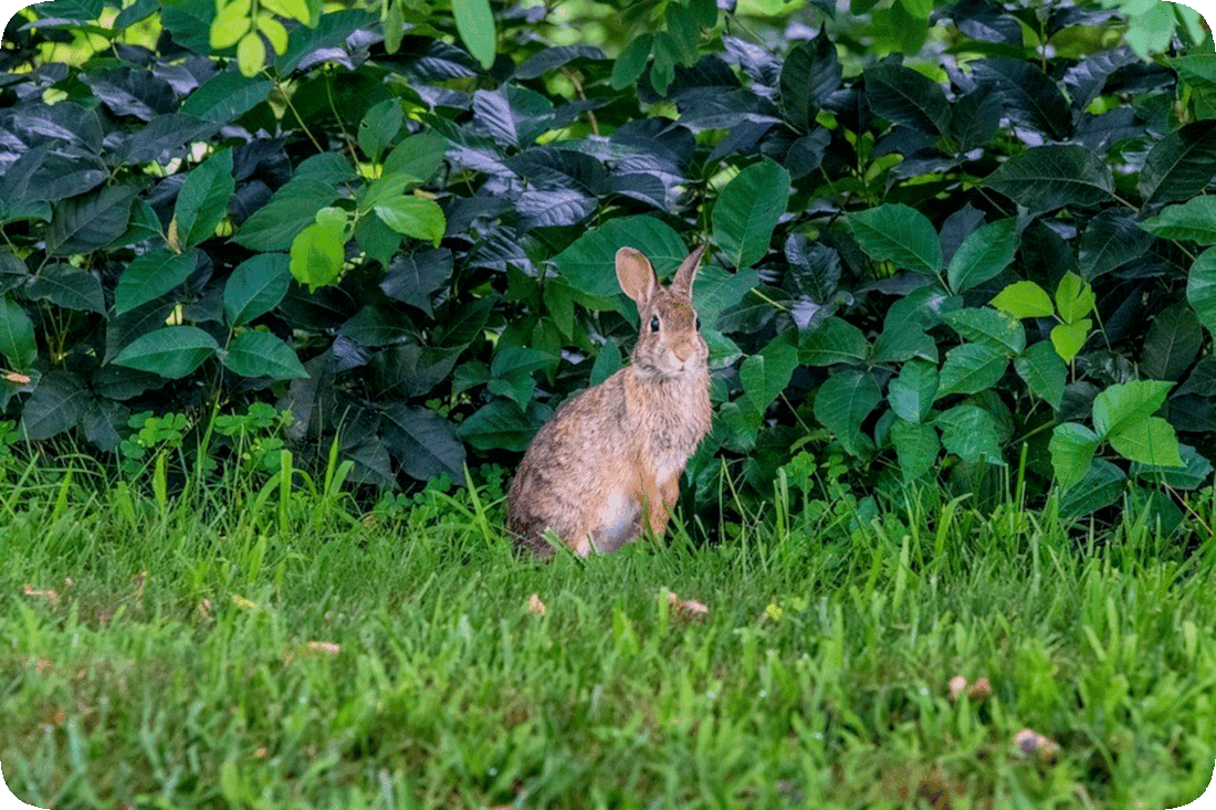 Picture of a rabbit standing on its hind legs with its front legs dangling, in a green grassy area with green leafy bushes in the background.