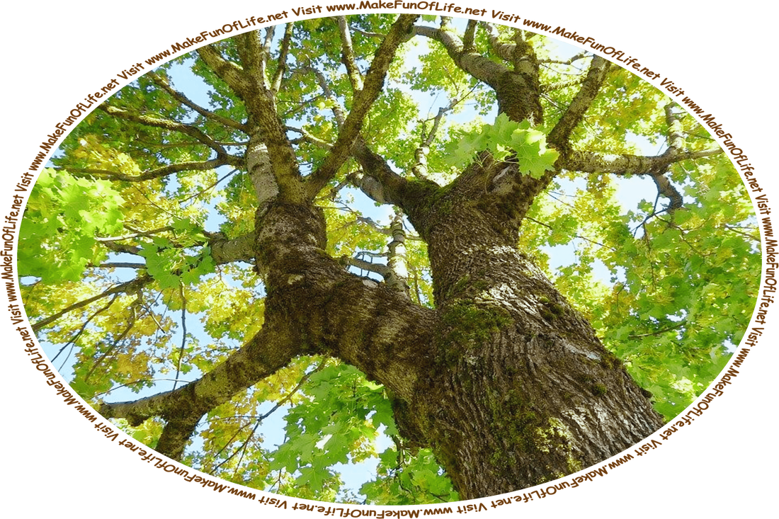 Picture of a tree with rough-textured brown bark and green leaves, as seen from underneath looking upward through the branches at the blue sky above the tree, and the words, ‘Visit www.MakeFunOfLife.net.’