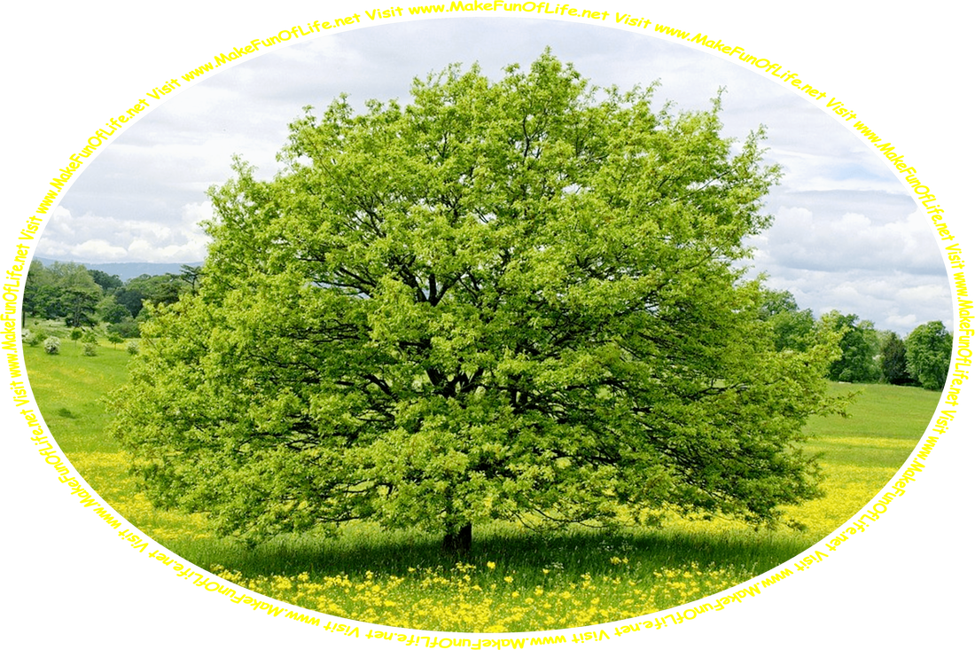 Picture of a large tree with green leaves and yellow blossoms in a meadow of flowers with yellow blossoms, a dense woods of green leafy trees in the distance, an overcast sky above, and the words, ‘Visit www.MakeFunOfLife.net.’