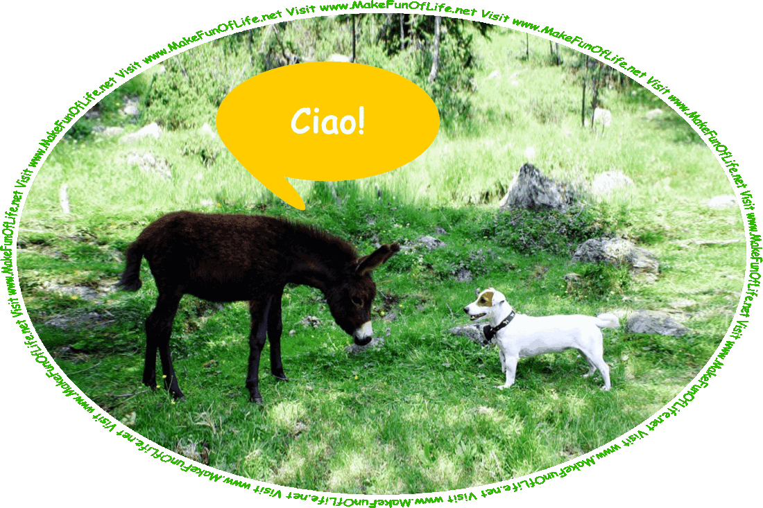 Picture of a donkey and a dog standing and facing each other in a grassy area under a shade tree and greeting each other with the Italian word Ciao!, the Polish word Witam!, the Swiss word Grüezi!, the Japanese word Kon’nichiwa!, the Swedish word Hallå!, the English word Hello!, the Danish word Hej!, the Dutch and German word Hallo!, the French word Holà!, the Swahili word Habari!, the Brazilian word Olá!, the Irish words Dia duit!, and the words, ‘Visit www.MakeFunOfLife.net.’