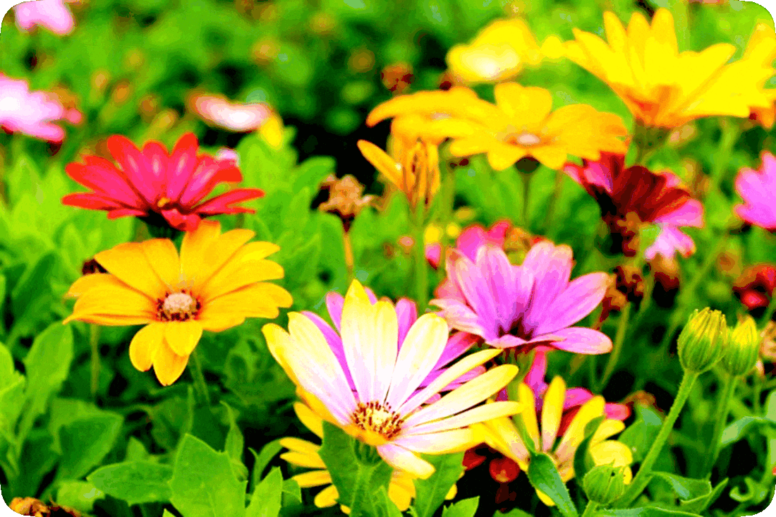Picture of green leafy flowering plants with yellow, lavender, and rosy-pink blossoms.